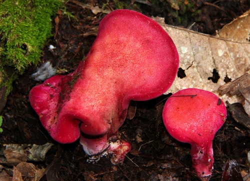 Fistulina guzmanii