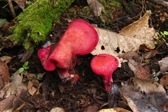 Fistulina guzmanii