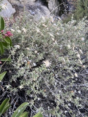 Brickellia frutescens