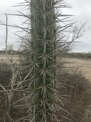 Armatocereus cartwrightianus