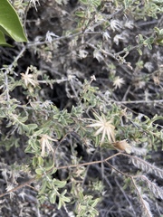 Brickellia frutescens