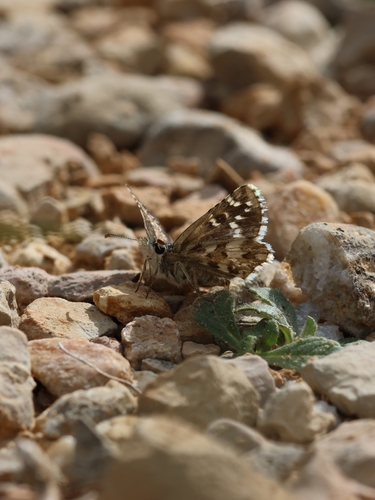 Pyrgus onopordi