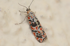 Utetheisa cruentata