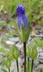 Gentianopsis detonsa nesophila