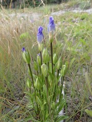 Gentianopsis detonsa nesophila