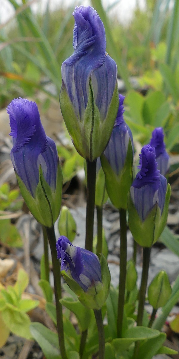 Gentianopsis detonsa ssp. nesophila