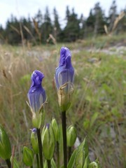 Gentianopsis detonsa nesophila