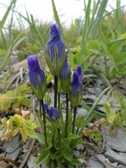 Gentianopsis detonsa nesophila