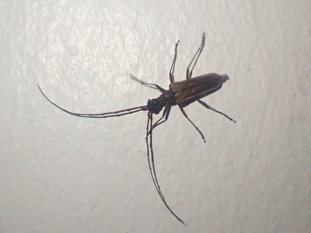 Vesperus nigellus