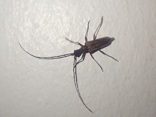 Vesperus nigellus