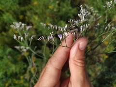 Limonium sareptanum