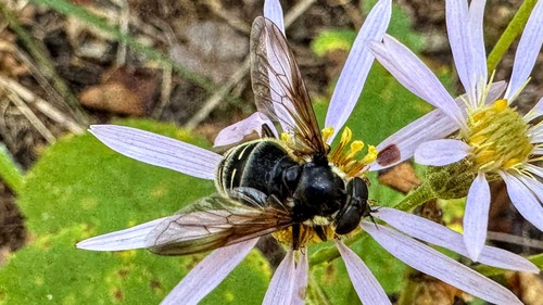 Unknown species found near Cook County, MN, USA