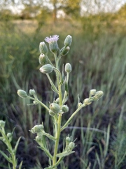 Erigeron acris podolicus
