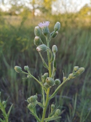 Erigeron acris podolicus