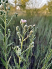 Erigeron acris podolicus