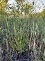 Erigeron acris podolicus