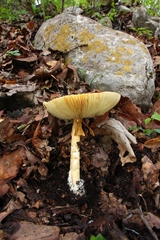 Amanita basii