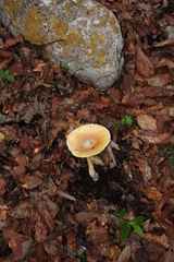 Amanita basii