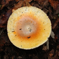 Amanita basii