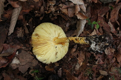 Amanita basii