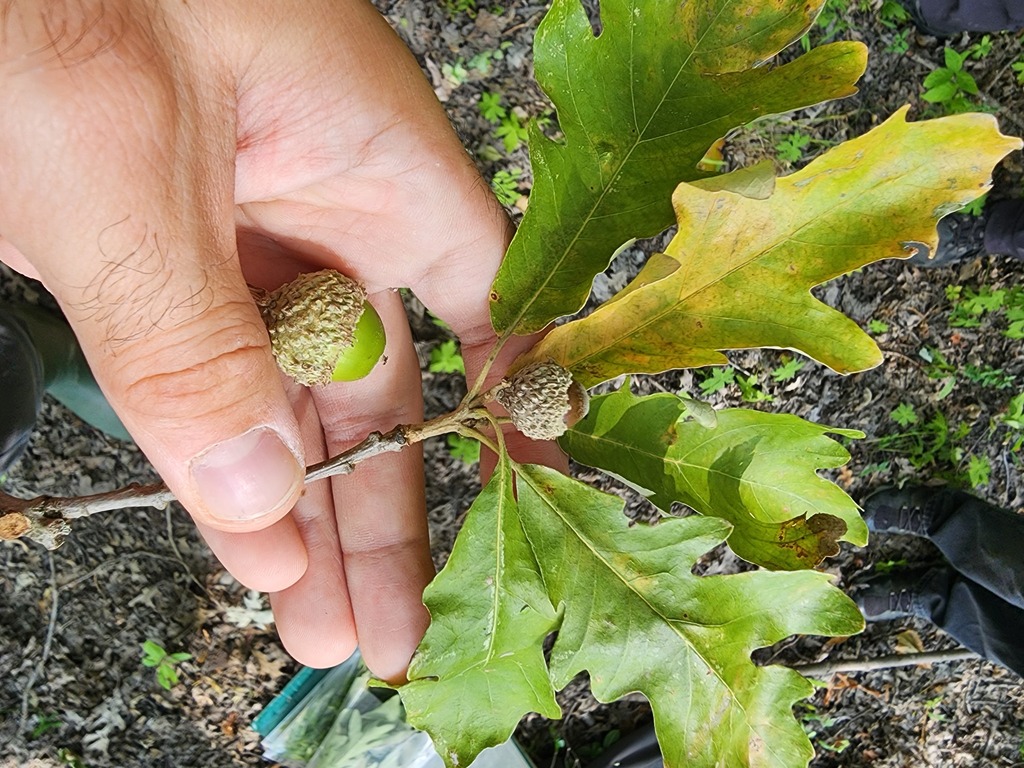 Quercus × bebbiana; photograph (c) Étienne Léveillé-Bourret, some rights reserved (CC BY)