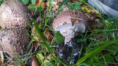 Spitzschuppiger Stachelschirmling