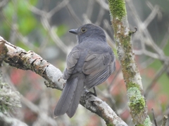 Lipaugus weberi