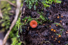 Scutellinia olivascens