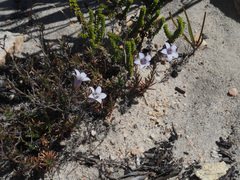 Wahlenbergia oxyphylla