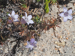 Wahlenbergia oxyphylla