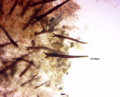 Scutellinia olivascens