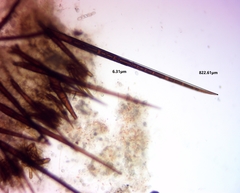 Scutellinia olivascens