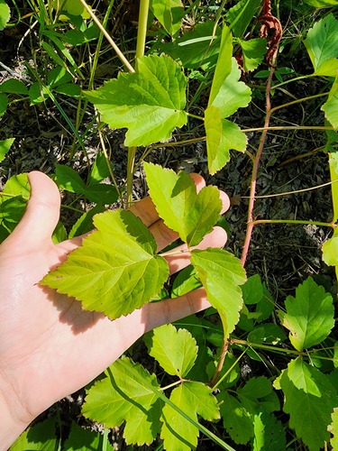 Sand-dwelling Dewberry (Rubus arenicola)