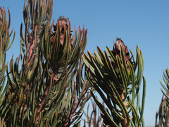 Protea canaliculata