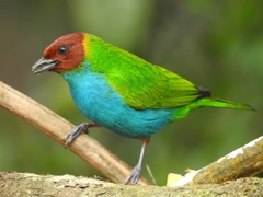 Bay-Headed Tanager photo 4