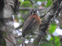 Malacoptila mystacalis