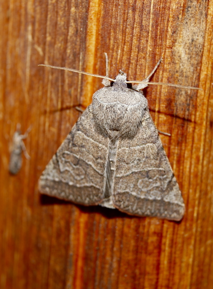 Cissusa mucronata