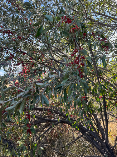 iNaturalist observation 2025-09-28
