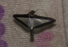 Diaphania hyalinata
