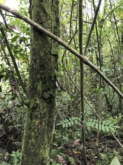 Drymaeus geometricus