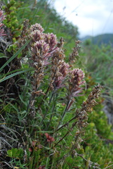 Castilleja hyperborea