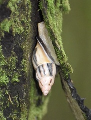 Drymaeus geometricus