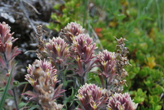 Castilleja hyperborea