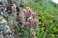 Castilleja hyperborea