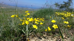 Linum pallasianum