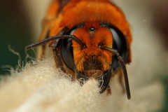 Megachile lanata