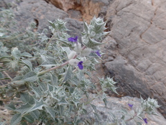 Salvia funerea