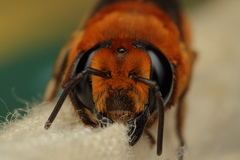 Megachile lanata