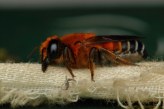 Megachile lanata