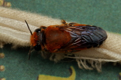 Megachile lanata